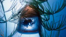 Silhuotte of a Water Spider (Argyroneta aquatica) in underwater air bell.