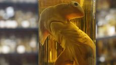 A hammerhead shark that is preserved in alcohol in the East Wing of the Natural History Museum in Berlin, Germany.