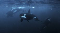 three orcas underwater with one breaking the surface