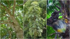 composite image showing the manchineel tree, the woolemi pine and the coco de mer. 