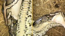 A Burmese Python (Python bivittatus) using its mouth to swallow the body of a Reticulated Python (Malayopython reticulatus) in Bandarban District, Bangladesh.