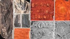 Collage of pictures showing fossils of tropical plants and imagining techniques used to analyze them.