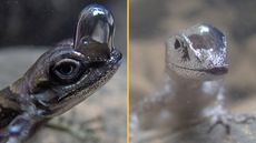 Two images of the semi-aquatic lizard, Anolis aquaticus; Side view of lizard with round bubble on top of its head (left), front profile of lizard with bubble on top of its head between its eyes.