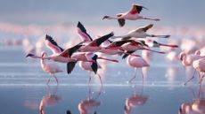 Flamingos on the lake. Kenya. Africa. Nakuru National Park.