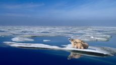 Mother polar bear and two cubs standing on melting ice.