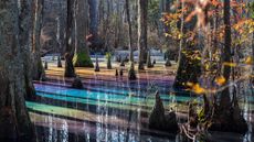 A cypress swamp in Virginia with rainbow light effects on the water.